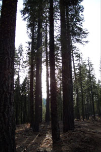 Tall Trees Image